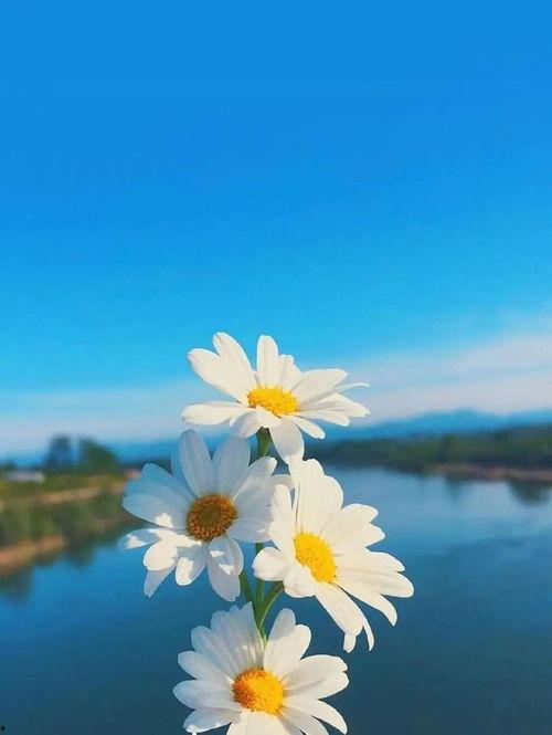 早安最新爆料视频大全,最新视频大全揭秘热点事件